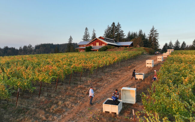 The vineyard crew harvesting grapes