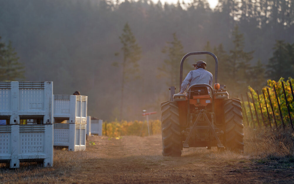 Driving a tractor through the vineyard at harvest time