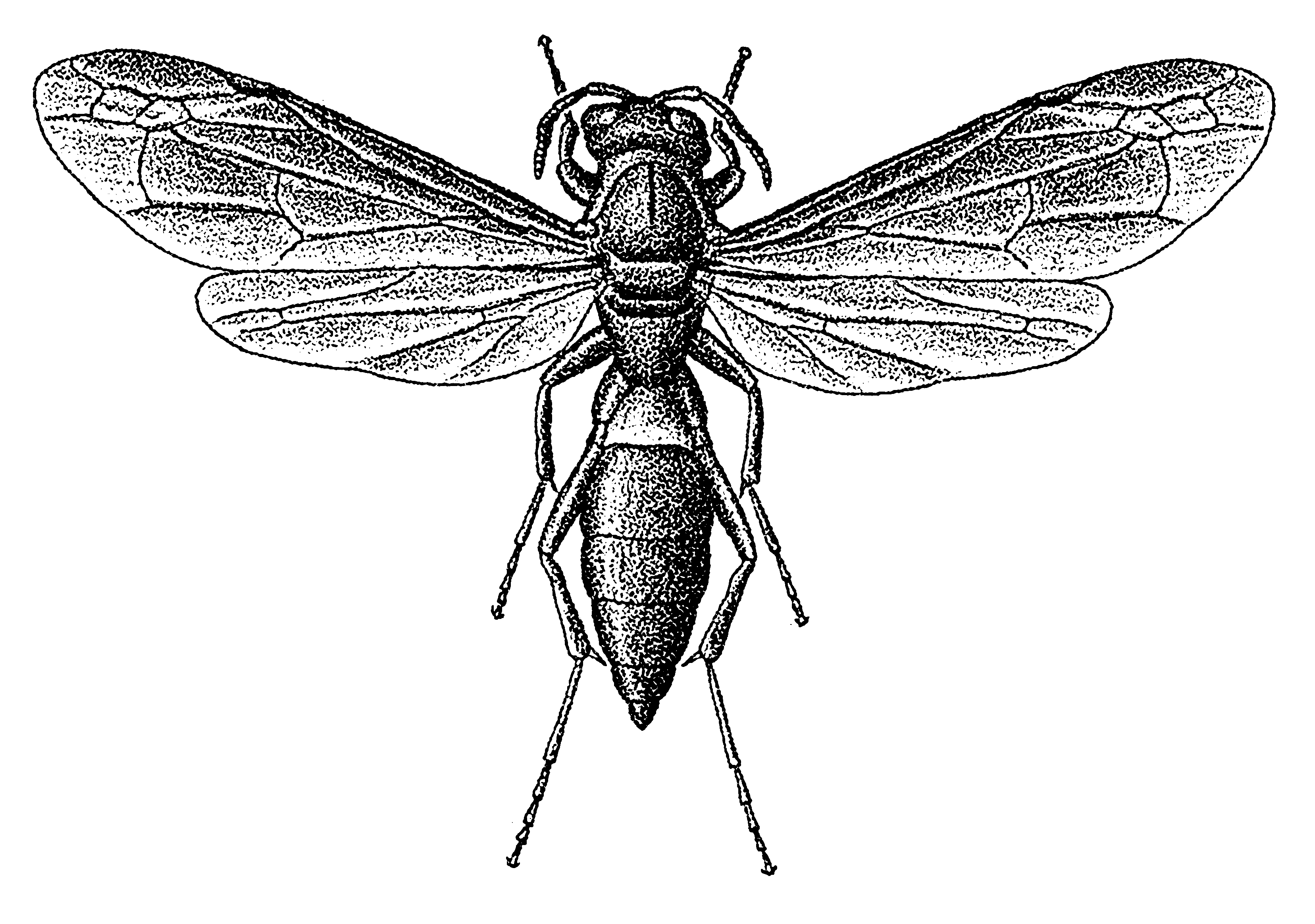 J.K. Carriere wasp logo