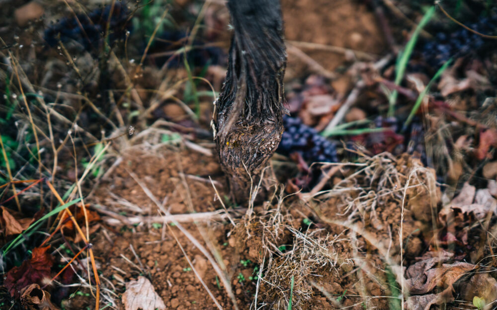 The root of a vineyard vine