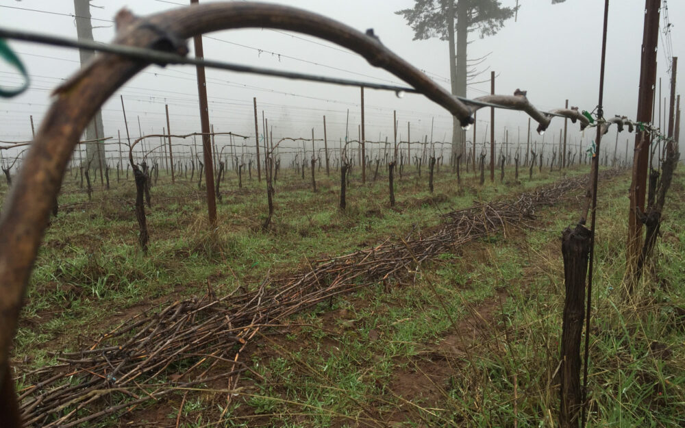 View of the foggy St. Dolores Estate Vineyard in Newberg, Oregon