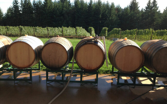 Filling barrels with wine for fermentation after harvest